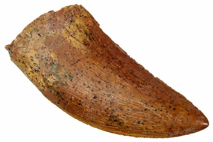 Serrated, Carcharodontosaurus Tooth - Real Dinosaur Tooth #329886